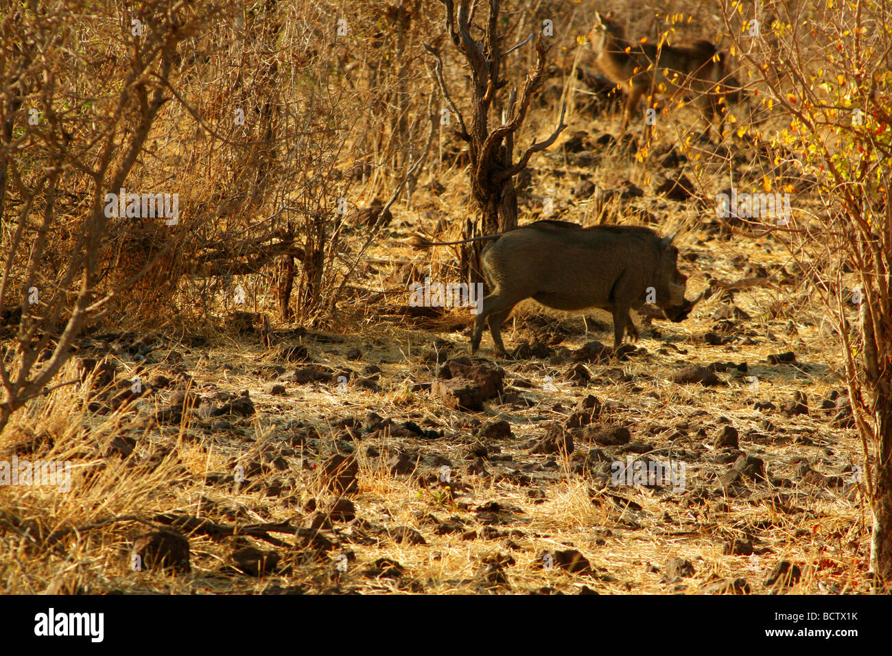 Phacochère (Phacochoerus aethiopicus) paissant dans une forêt, parc national de Chobe, au Botswana Banque D'Images