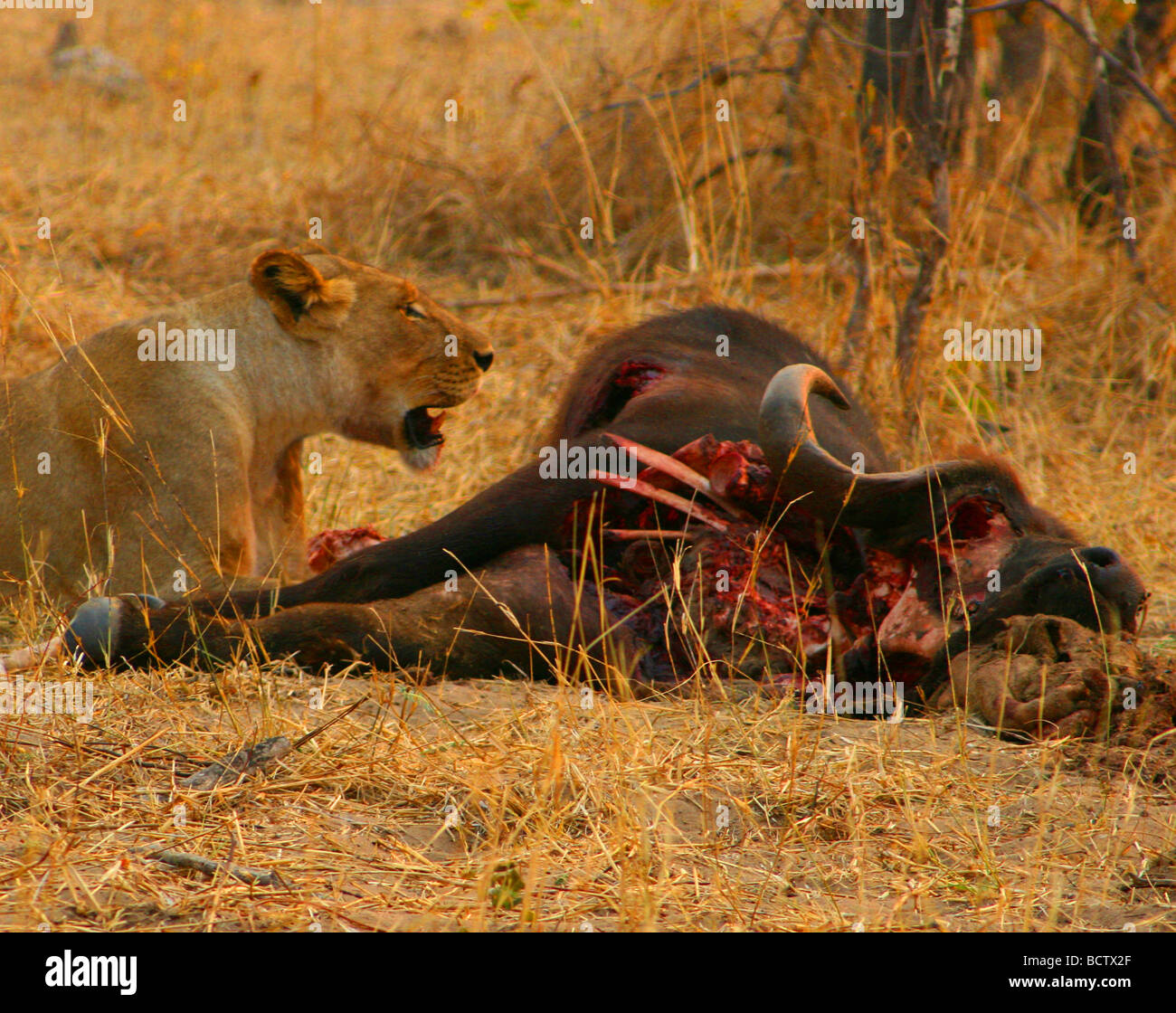 Lioness (Panthera leo) assis près d'un tué buffalo, Okavango Delta, Botswana Banque D'Images