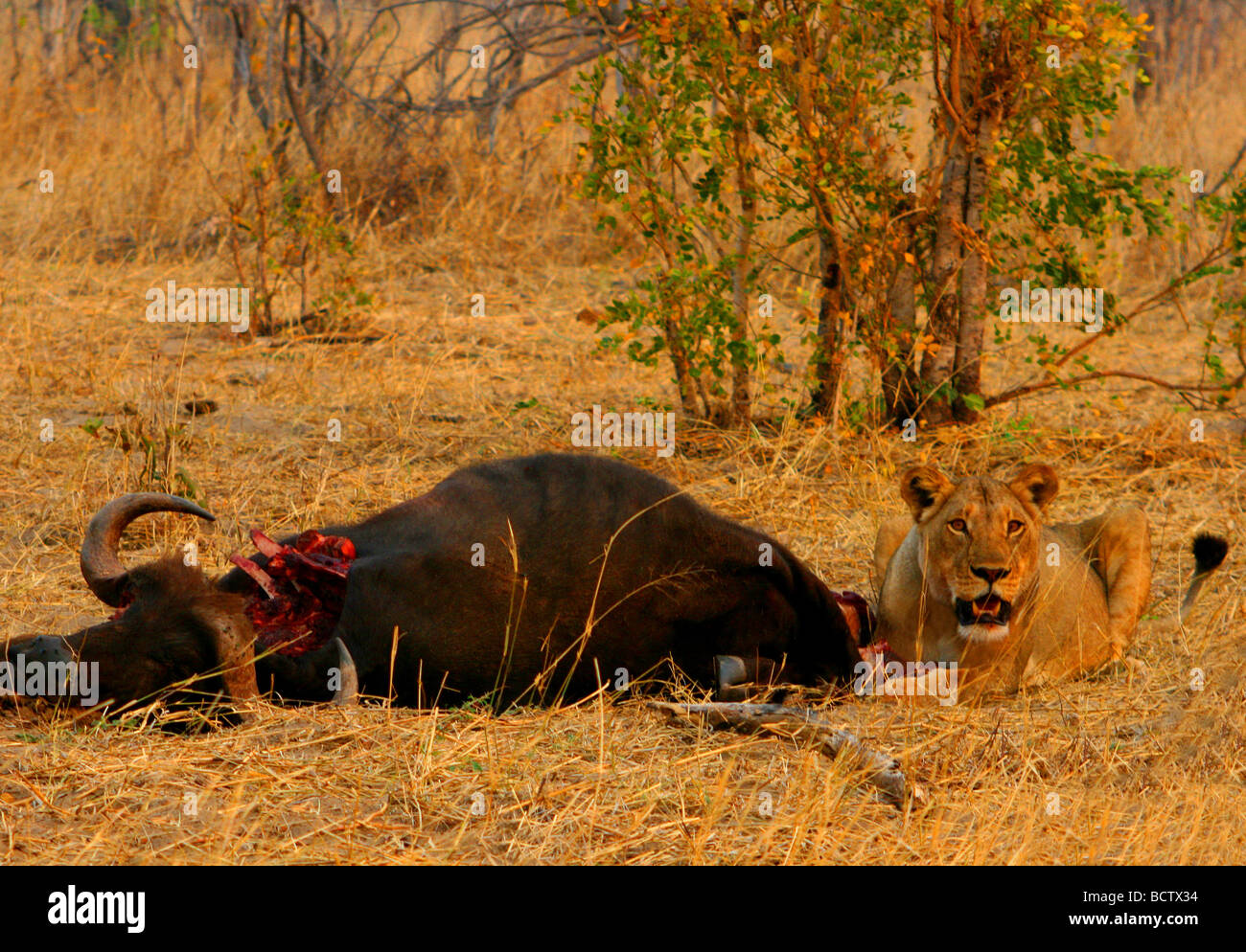 Lioness (Panthera leo) assis près d'un tué buffalo, Okavango Delta, Botswana Banque D'Images