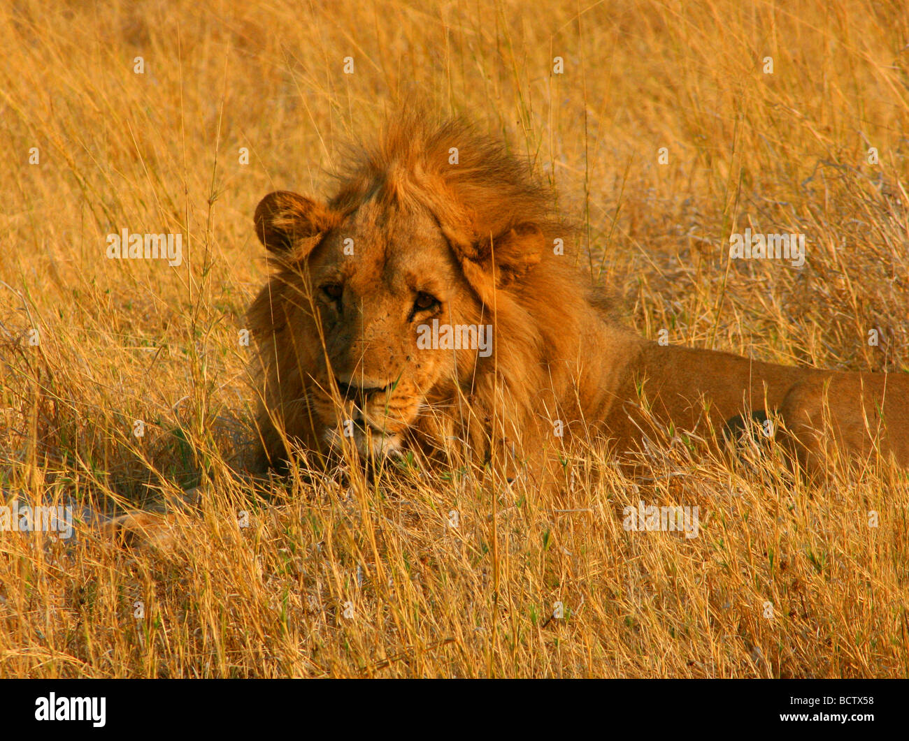 Lion (Panthera leo) couché dans les hautes herbes, Okavango Delta, Botswana Banque D'Images