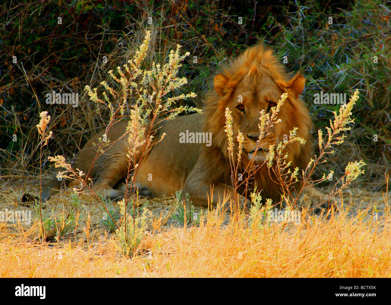 Lion (Panthera leo) couché sous un buisson, Okavango Delta, Botswana Banque D'Images