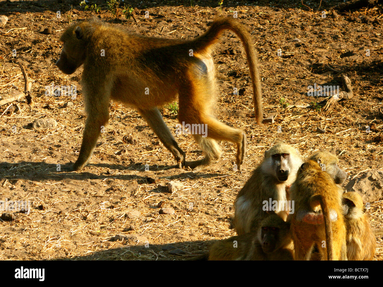 Des babouins Chacma (Papio ursinus), Parc National de Chobe, au Botswana Banque D'Images