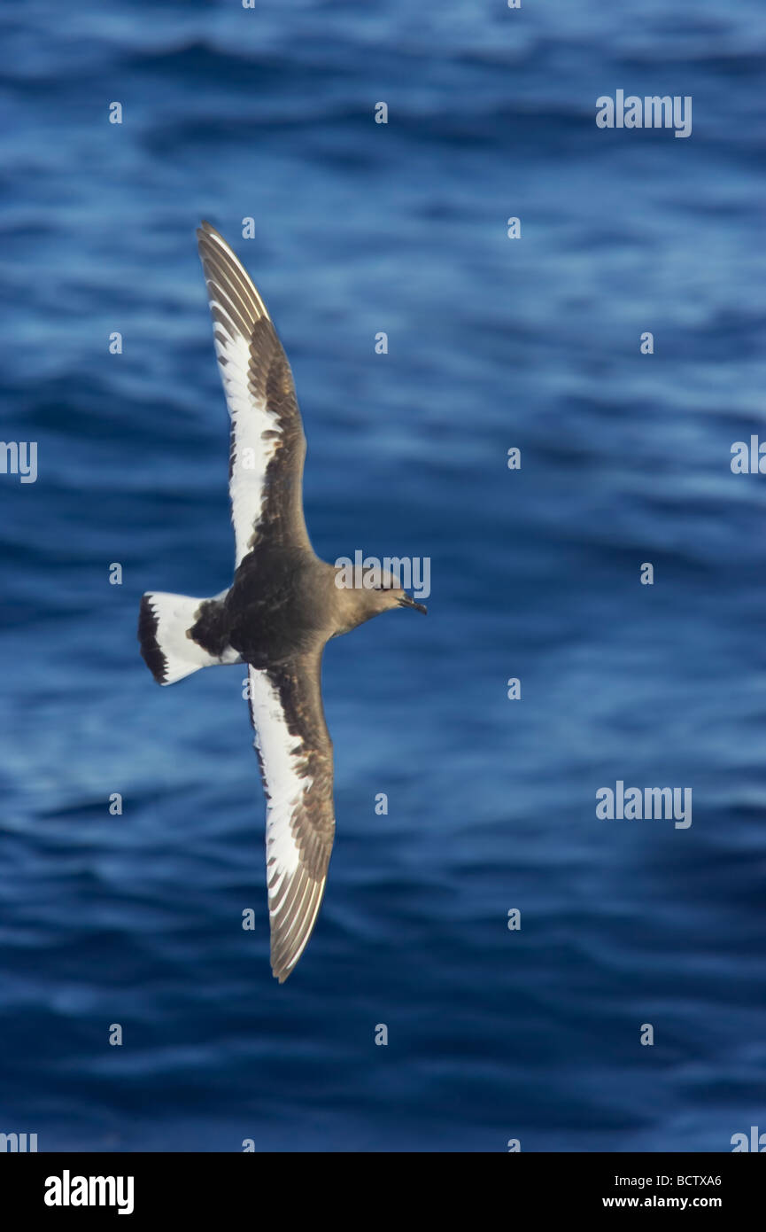 Pétrel antarctique en vol au-dessus de la mer antarctique Antarctique Thalassoica BI012407 Banque D'Images