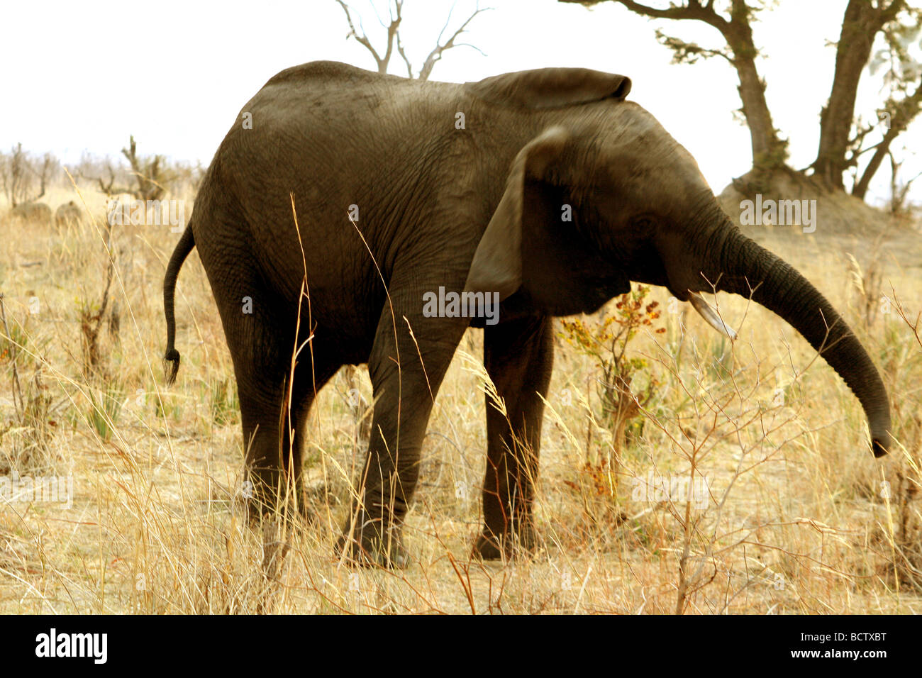 L'éléphant africain (Loxodonta africana) secouer l'insectes, le Mudumu National Park, Namibie Banque D'Images