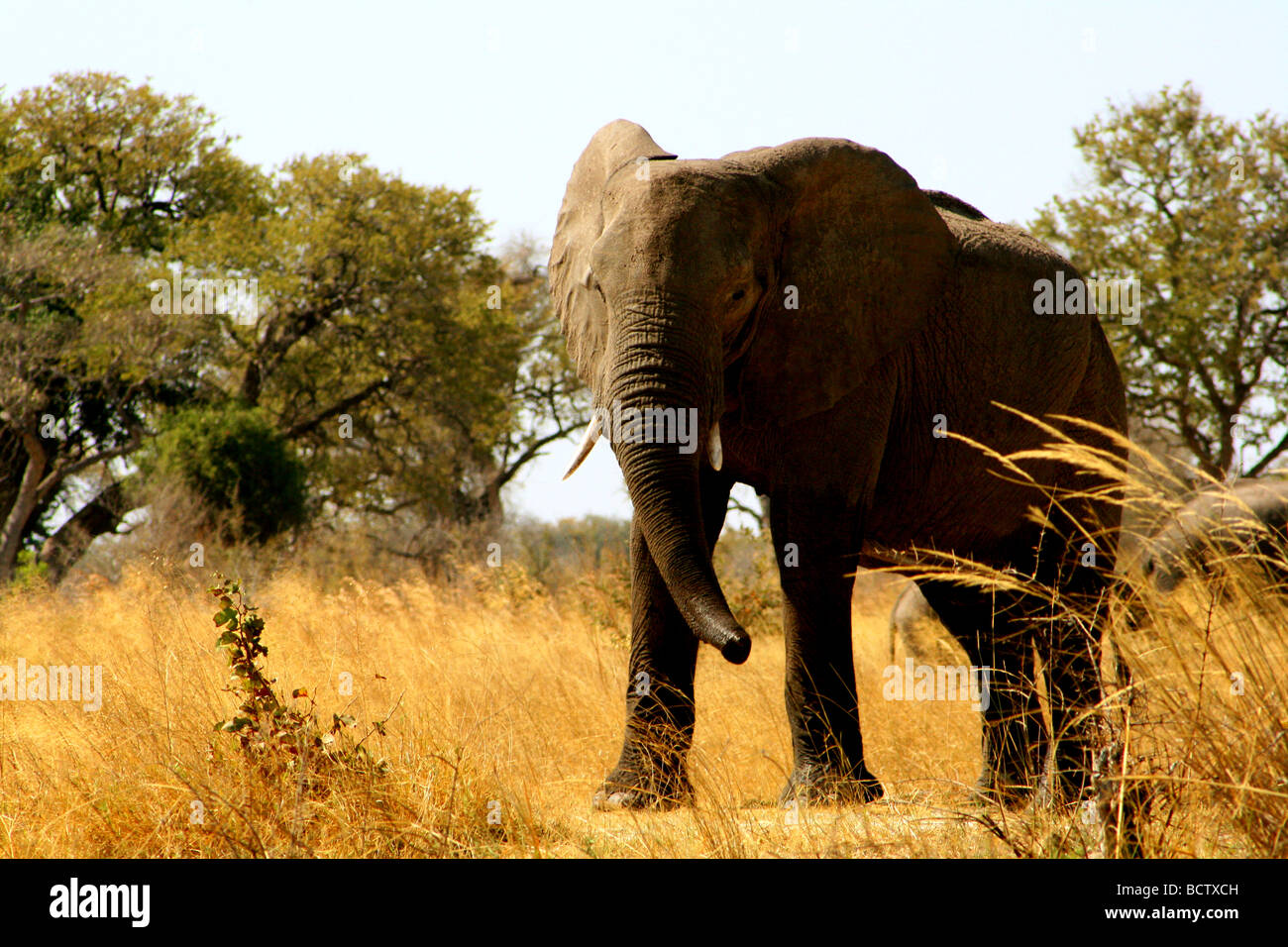 L'éléphant africain (Loxodonta africana) standing in a forest, le Mudumu National Park, Namibie Banque D'Images