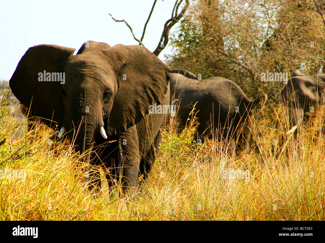 Les éléphants d'Afrique (Loxodonta africana) dans une forêt, le Mudumu National Park, Namibie Banque D'Images