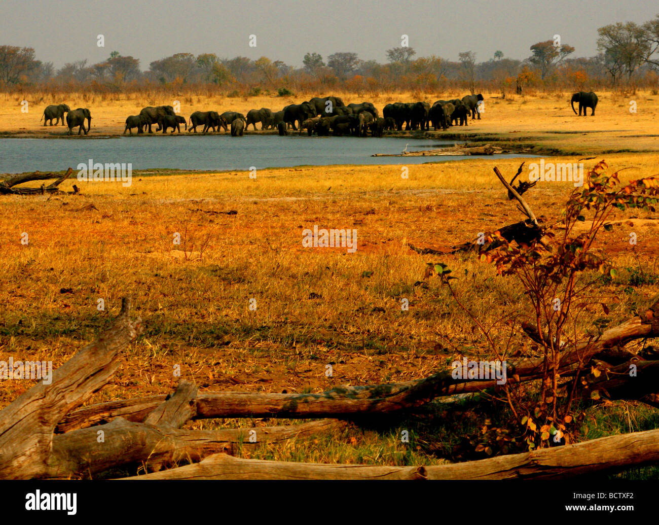 Les éléphants d'Afrique (Loxodonta africana) à l'eau, le parc national de Hwange, Zimbabwe Banque D'Images