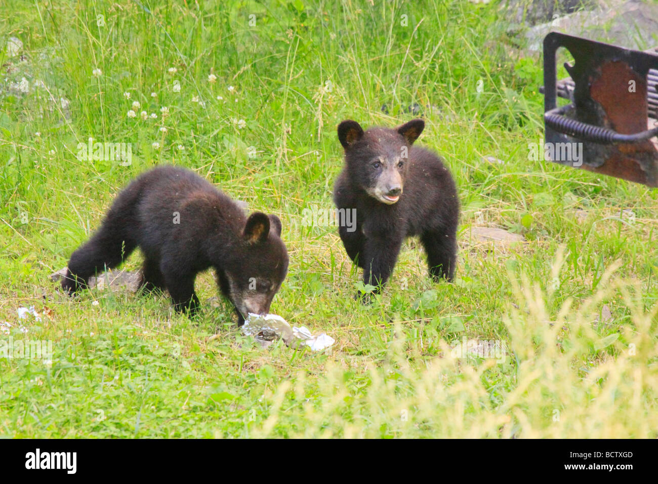 Deux oursons noirs lécher sur du papier aluminium du grill dans Elkwallow Picnic Ground le Parc National Shenandoah en Virginie Banque D'Images