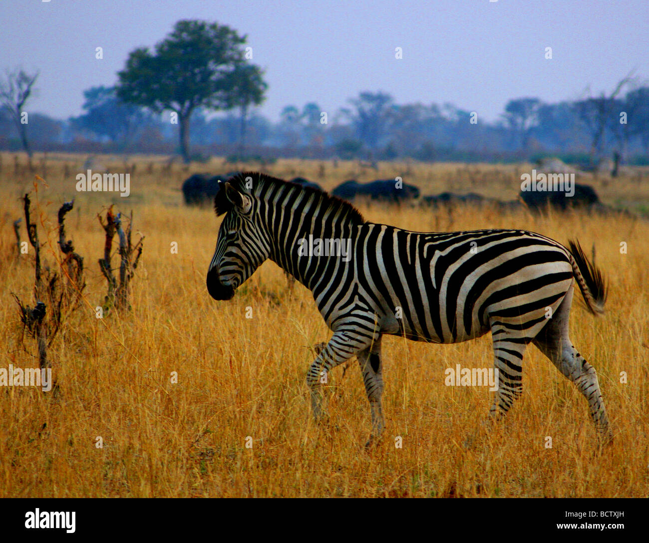 Zebra le pâturage dans un champ, Okavango Delta, Botswana Banque D'Images