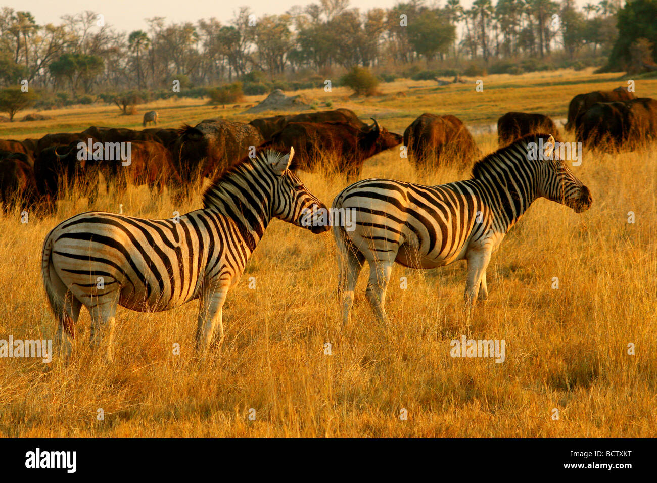 Des zèbres et des buffles qui paissent dans un champ, Okavango Delta, Botswana Banque D'Images