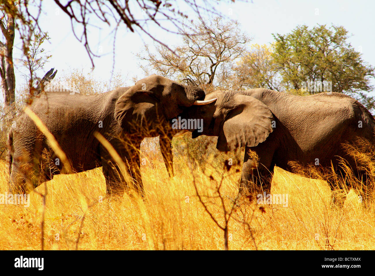 Les éléphants d'Afrique (Loxodonta africana) jouant dans une forêt, parc national de Chobe, au Botswana Banque D'Images