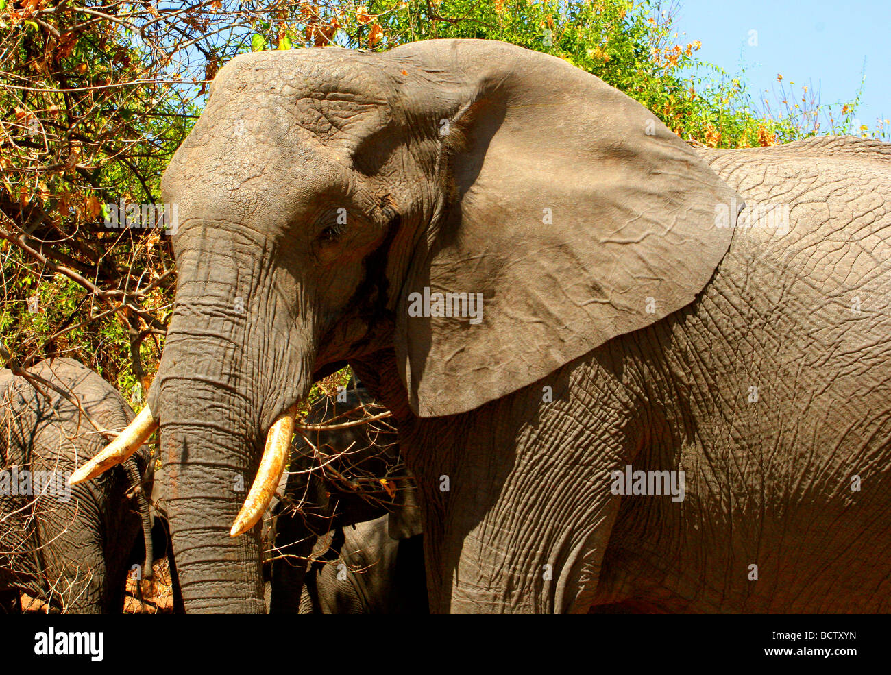 Les éléphants d'Afrique (Loxodonta africana) paissant dans une forêt, parc national de Chobe, au Botswana Banque D'Images