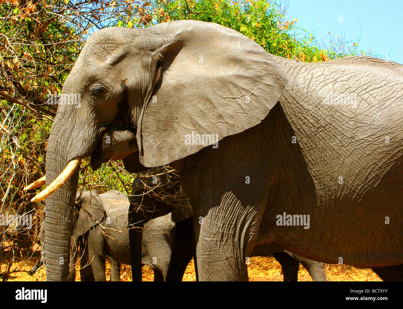 Les éléphants d'Afrique (Loxodonta africana) paissant dans une forêt, parc national de Chobe, au Botswana Banque D'Images