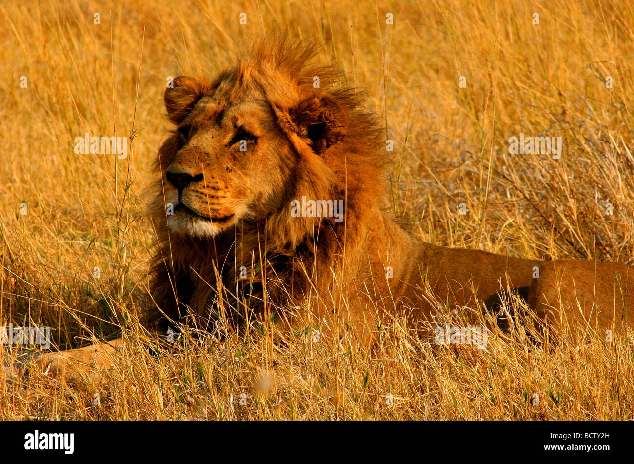 Lion (Panthera leo) reposant dans un champ, Okavango Delta, Botswana Banque D'Images