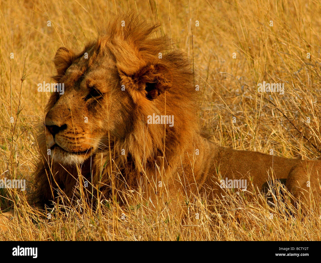 Lion (Panthera leo) reposant dans un champ, Okavango Delta, Botswana Banque D'Images