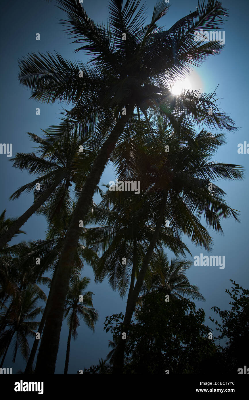 La silhouette des palmiers TOURNÉ VERS LE SOLEIL CONTRE UN CIEL BLEU À REKAWA, SRI LANKA. Banque D'Images