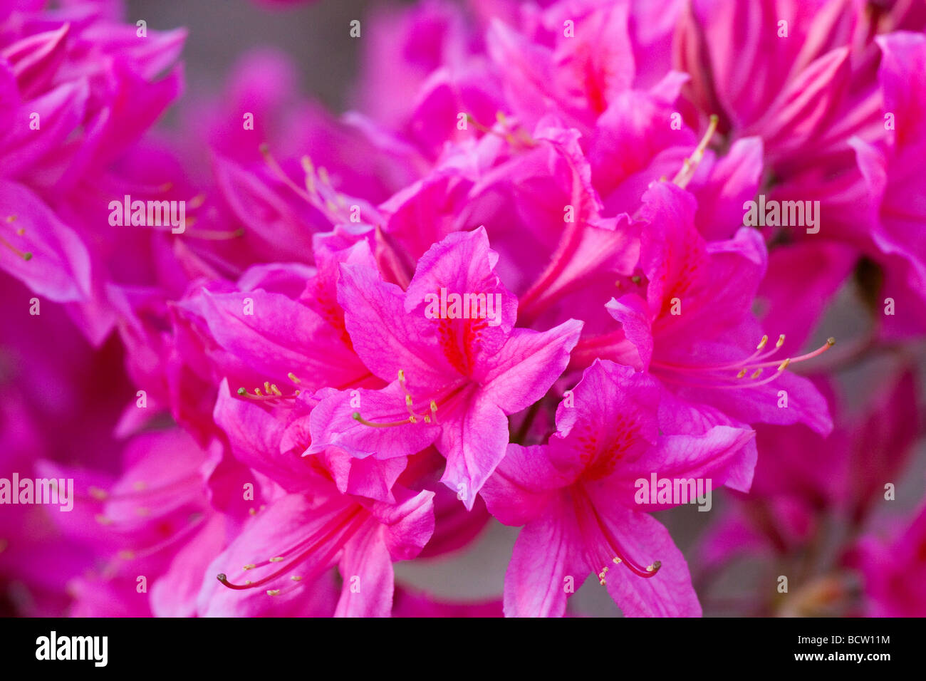 Azalée rose vif fleur. Banque D'Images Azalée rose vif fleur. Banque D'Images