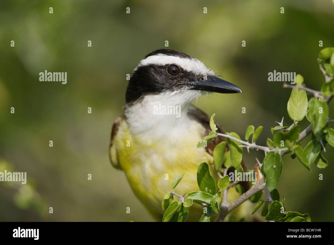 Tyran Quiquivi Pitangus Sinton sulfuratus Coastal Bend Corpus Christi Texas USA Banque D'Images