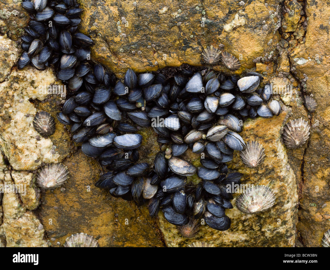 Les moules et patelles attaché à un rocher à Port Quin North Cornwall UK Banque D'Images