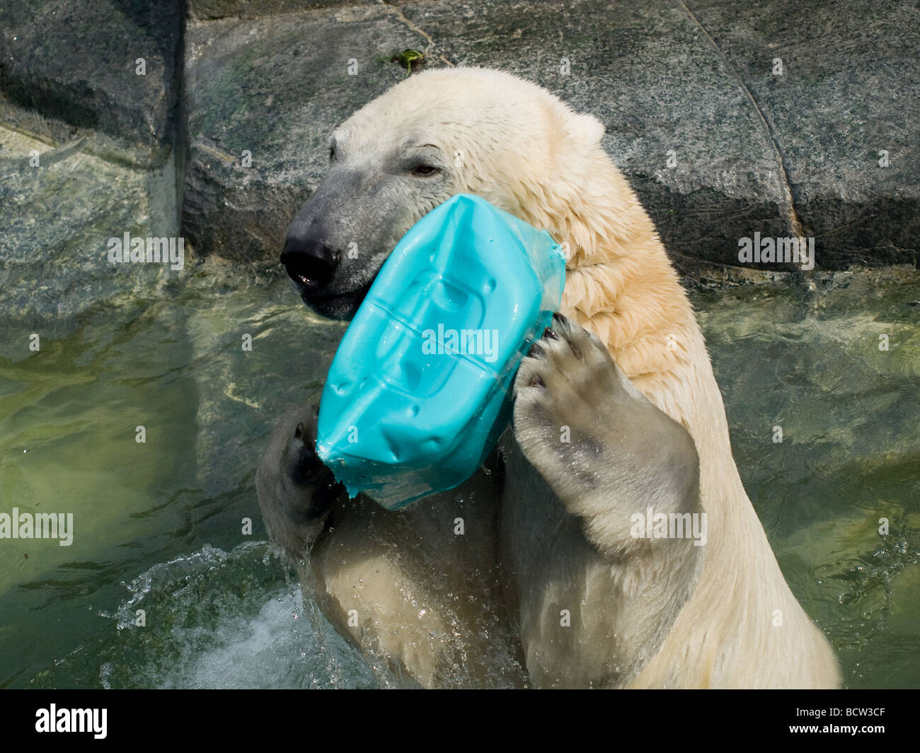Un ours polaire joue heureux au Zoo de Copenhague. Banque D'Images