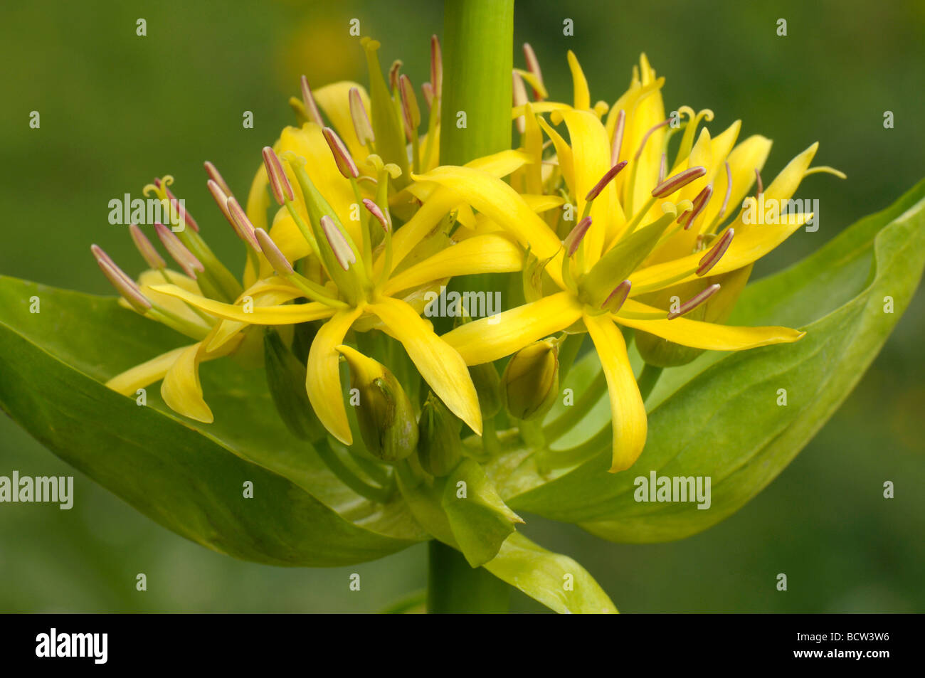 Grande Gentiane jaune (Gentiana lutea), fleurs Banque D'Images
