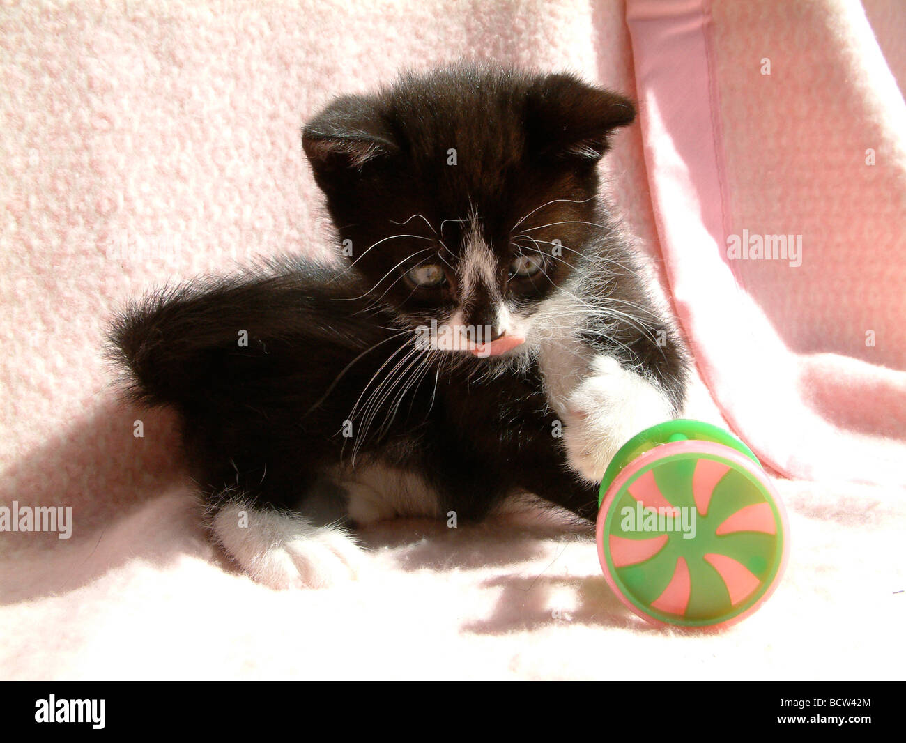 Chaton noir et blanc jouant avec un jouet Banque D'Images