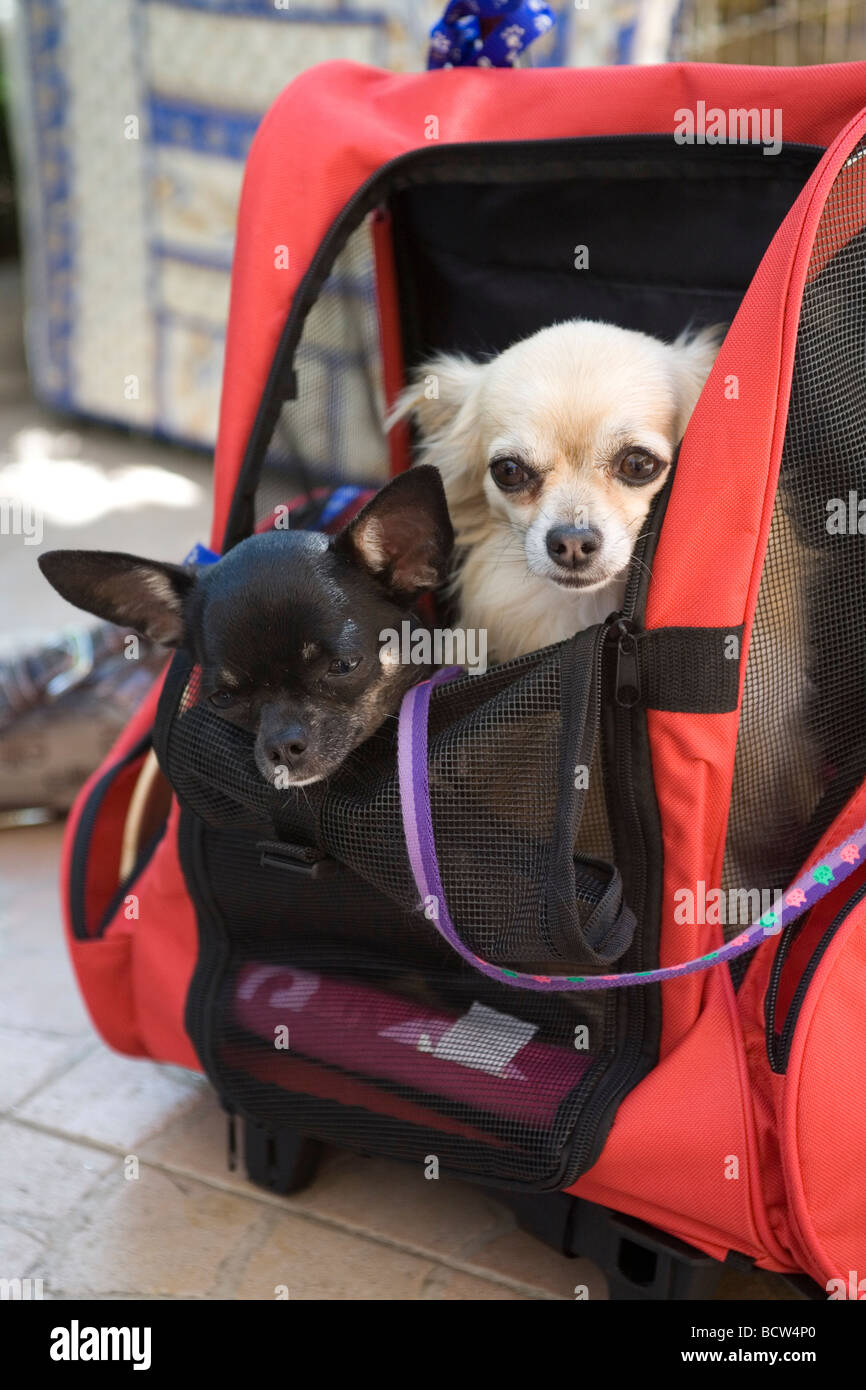 Deux chihuahuas dans une poussette pour animaux de compagnie Photo Stock -  Alamy