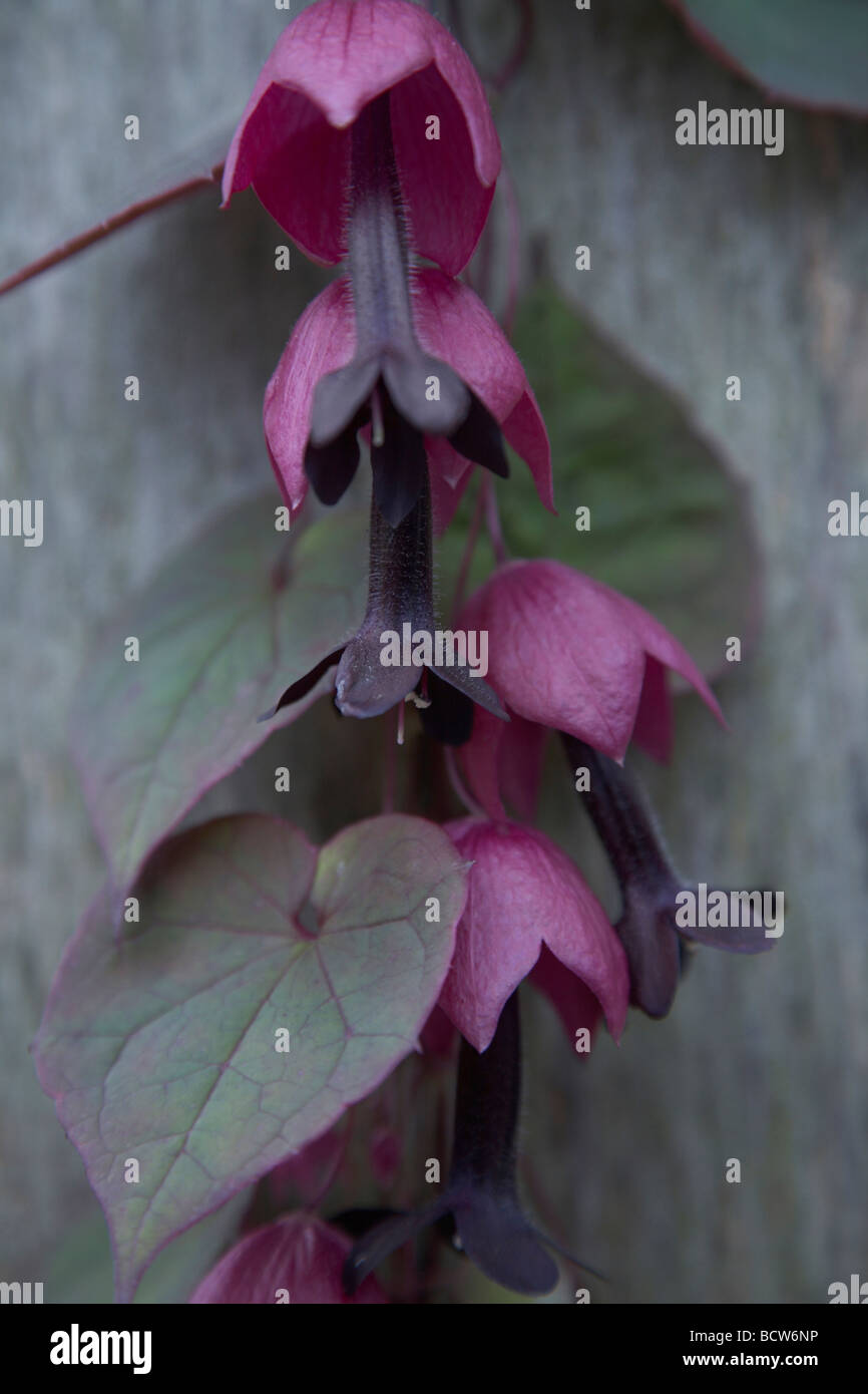 Plante grimpante à fleurs en forme de cloche violet Banque D'Images