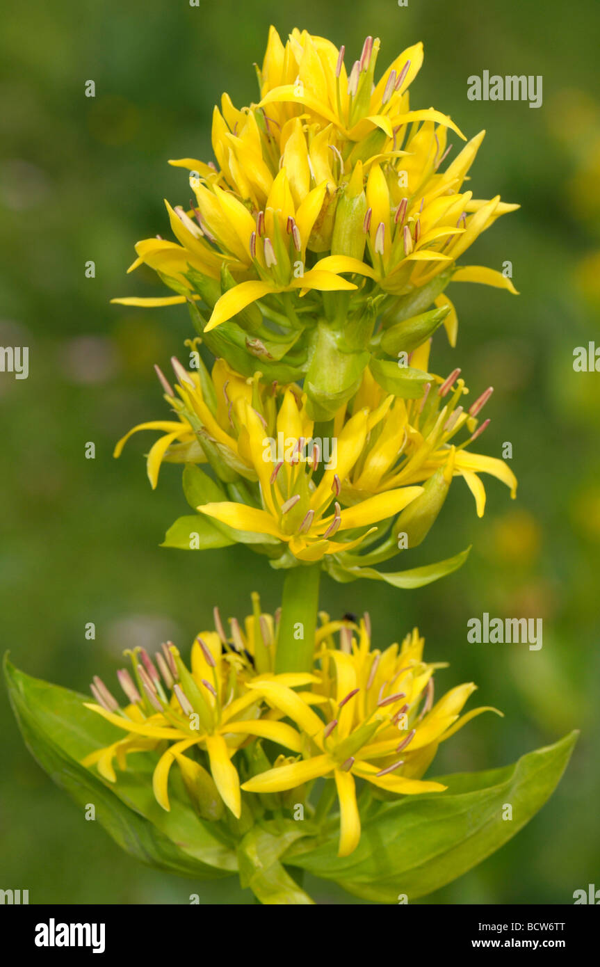 Grande Gentiane jaune (Gentiana lutea), tige fleurie Banque D'Images