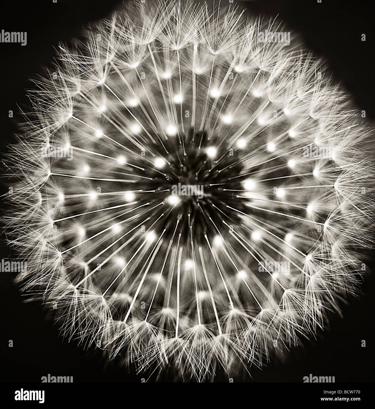 Close up of dandelion head allé aux semences en noir et blanc Banque D'Images