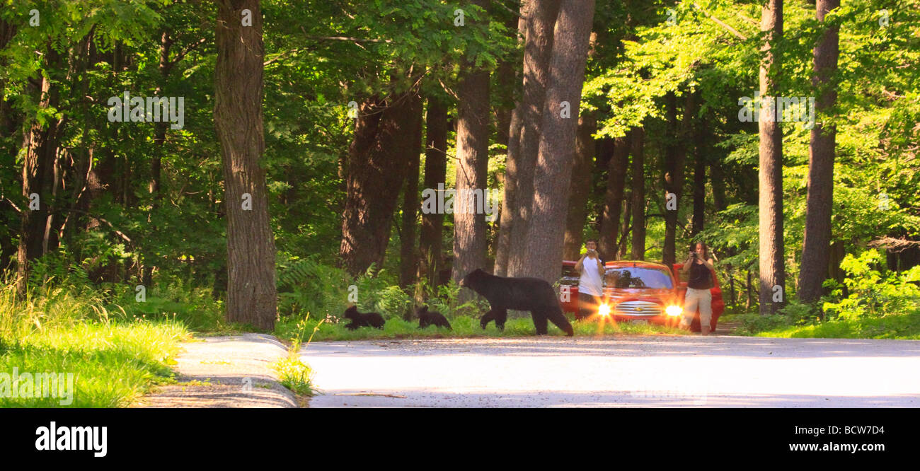 Mère de l'ours noir et de deux oursons cross en face de touristes elkwallow picnic ground le parc national Shenandoah en Virginie Banque D'Images