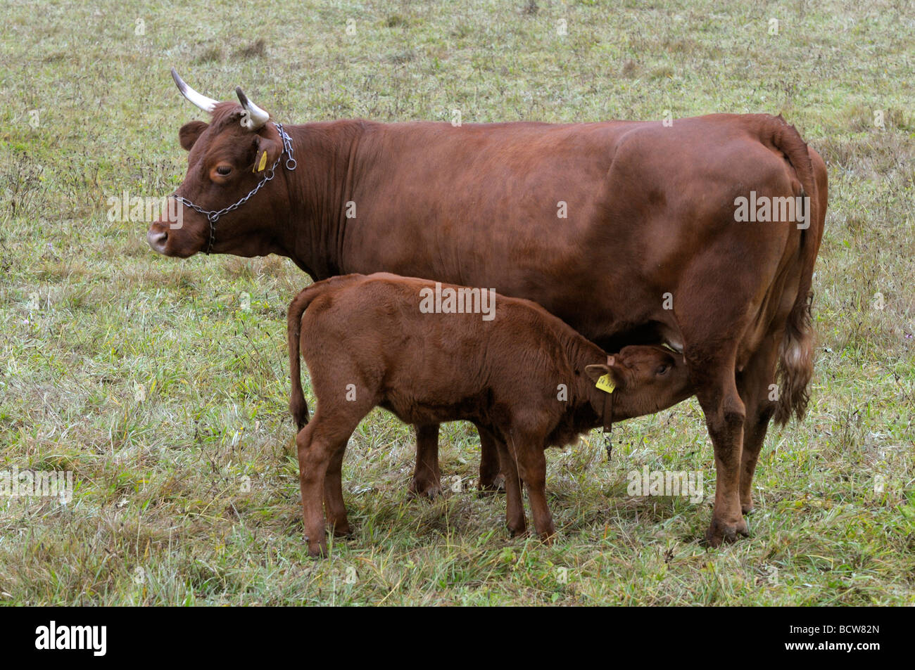 Les bovins domestiques (Bos primigenius, Bos taurus), race : Vogtlaender Bovins rouge. Veau de lait de vache sur un pâturage Banque D'Images