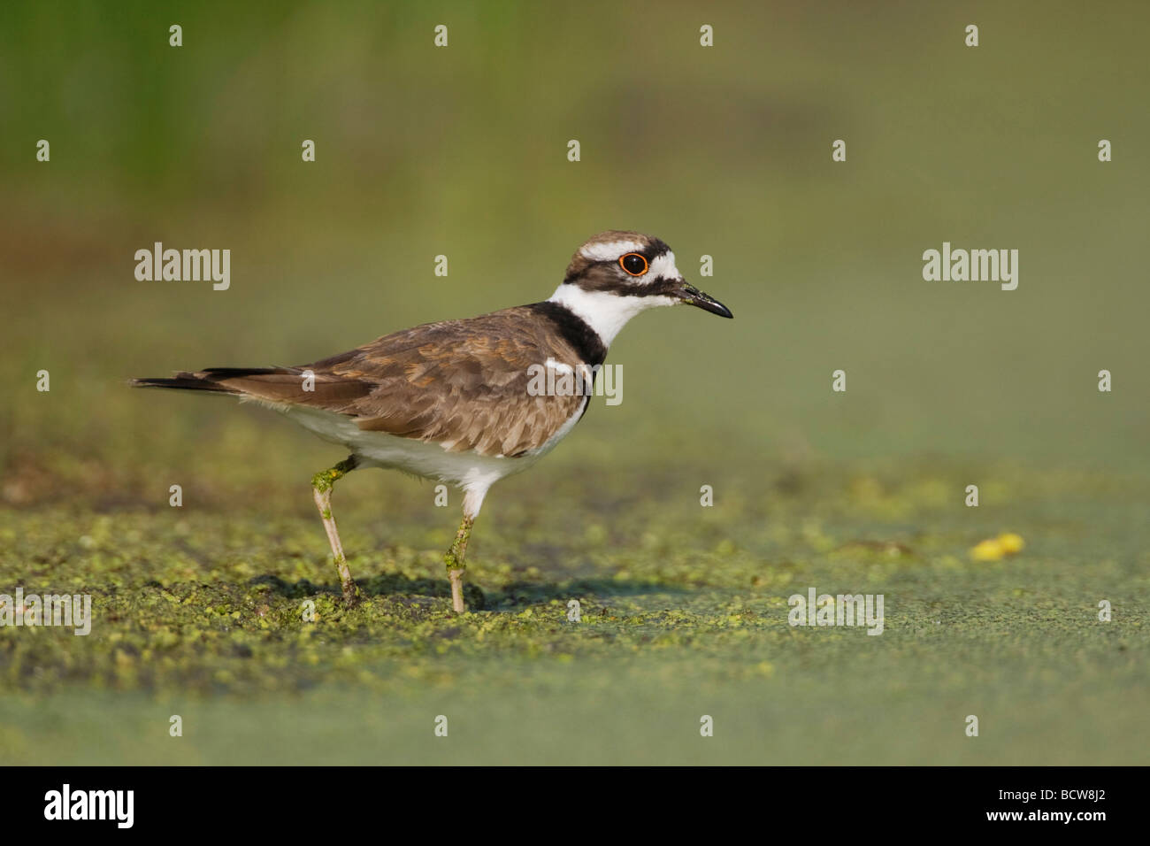 Le Pluvier kildir Charadrius vociferus Sinton Corpus Christi Texas USA Coastal Bend Banque D'Images