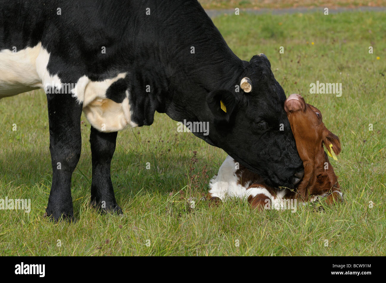 Les bovins domestiques (Bos primigenius, Bos taurus), les bovins de race : Pinzgau. Léchage de vache veau sur un pâturage Banque D'Images