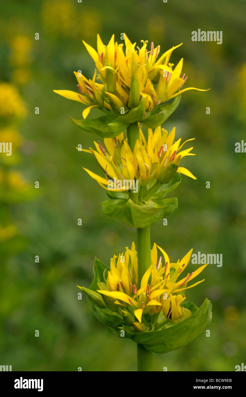 Grande Gentiane jaune (Gentiana lutea), tige fleurie Photo Stock - Alamy