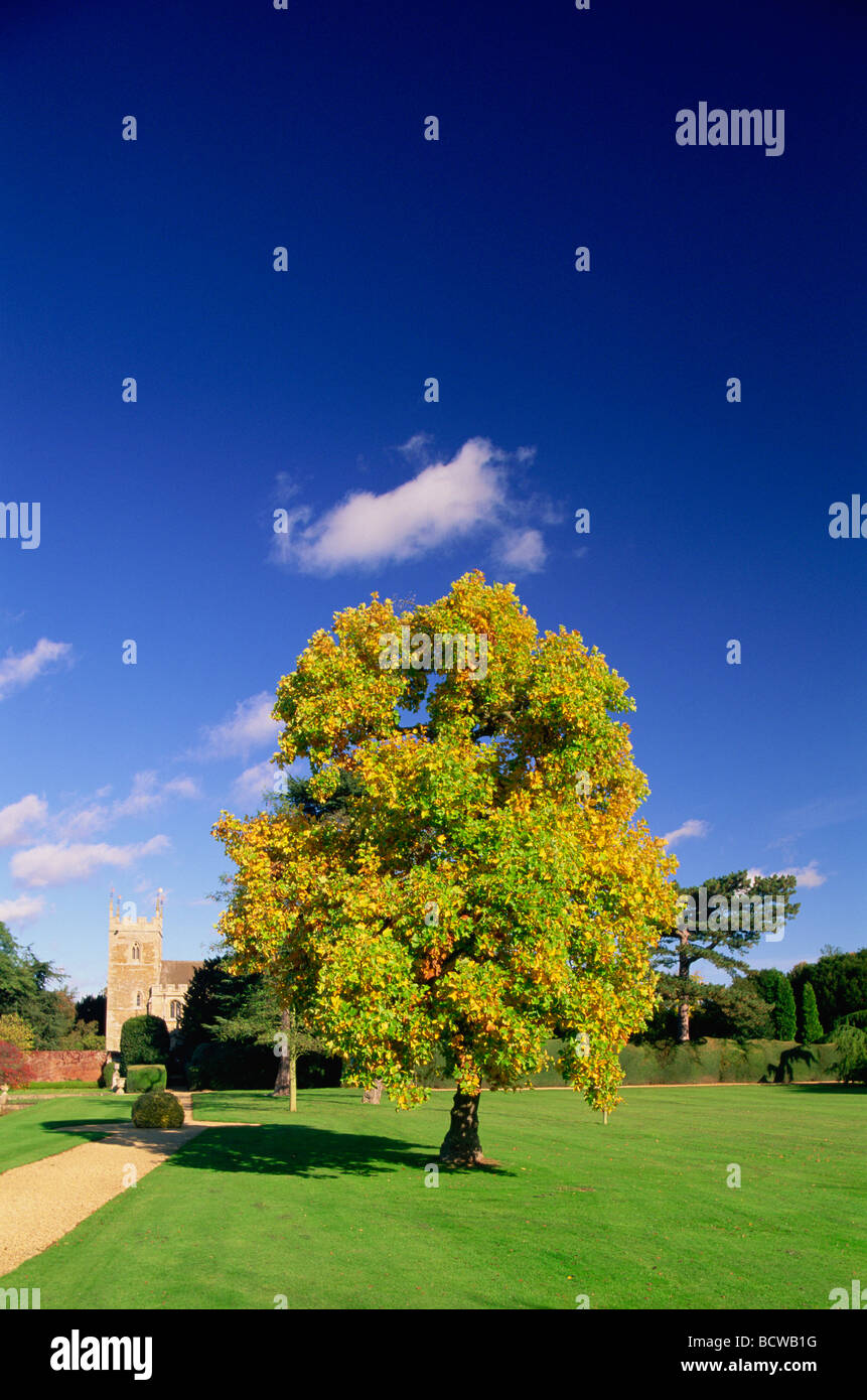 Arbre dans un jardin, Belton House, Belton, Grantham, Lincolnshire, Angleterre Banque D'Images