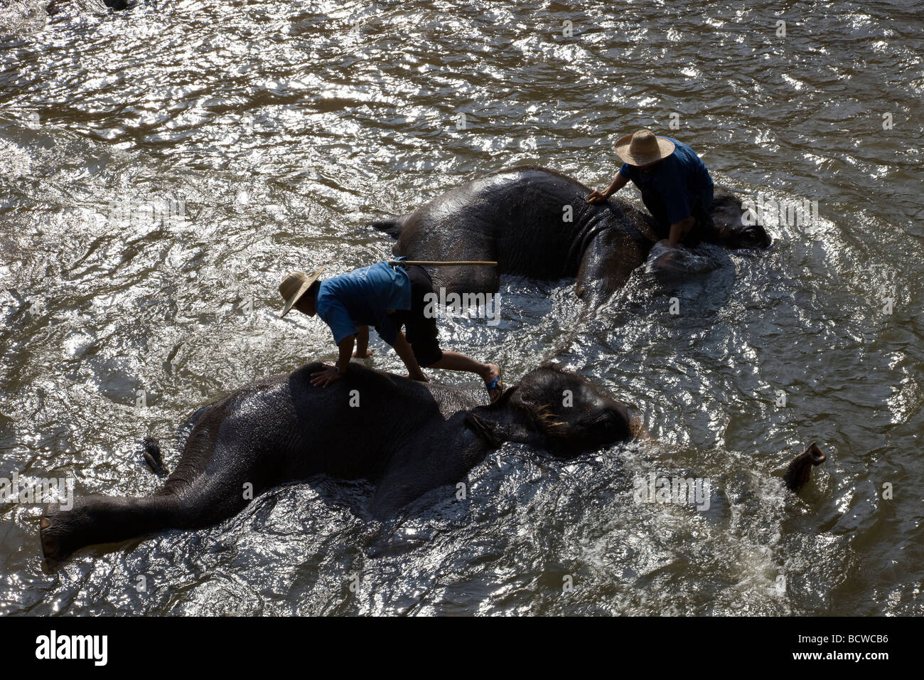 Thaïlande, Chiang Mai, Elephant Camp,baignade des éléphants Banque D'Images