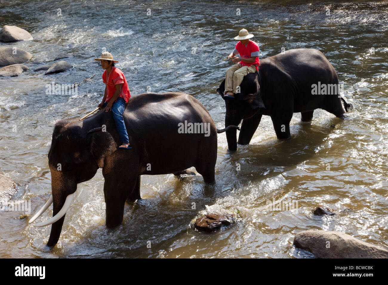 Thaïlande, Chiang Mai, Elephant Camp,baignade des éléphants Banque D'Images