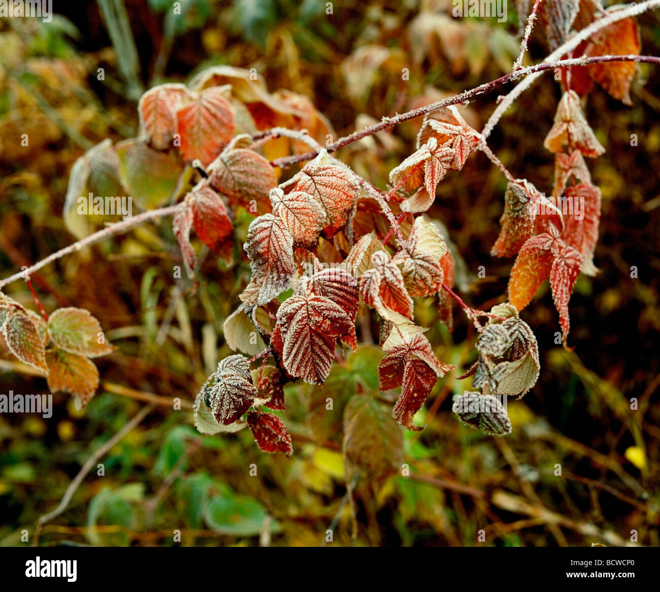 Les feuilles à l'automne Banque D'Images