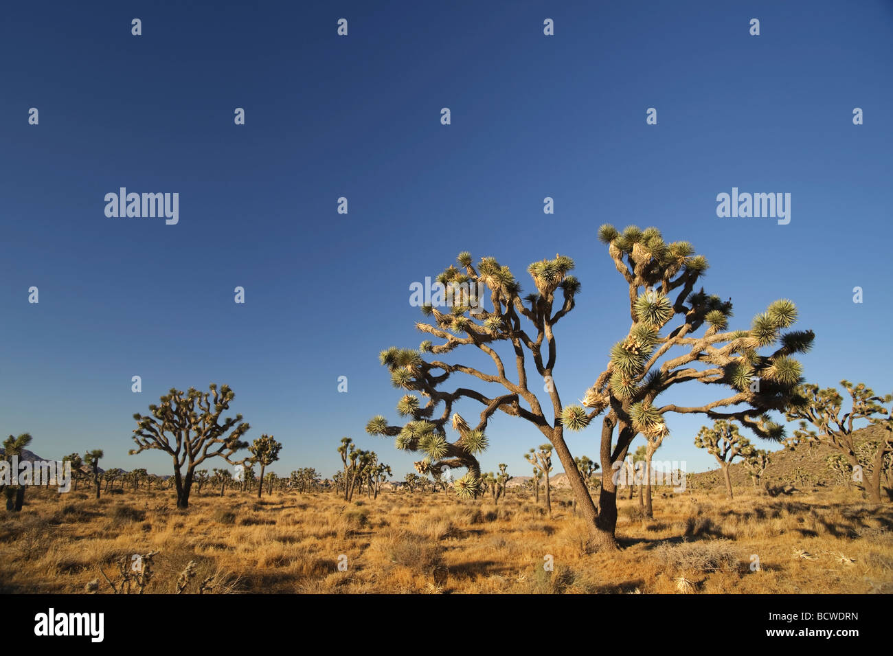 USA Californie Le parc national Joshua Tree Yucca brevifolia Joshua Trees Banque D'Images