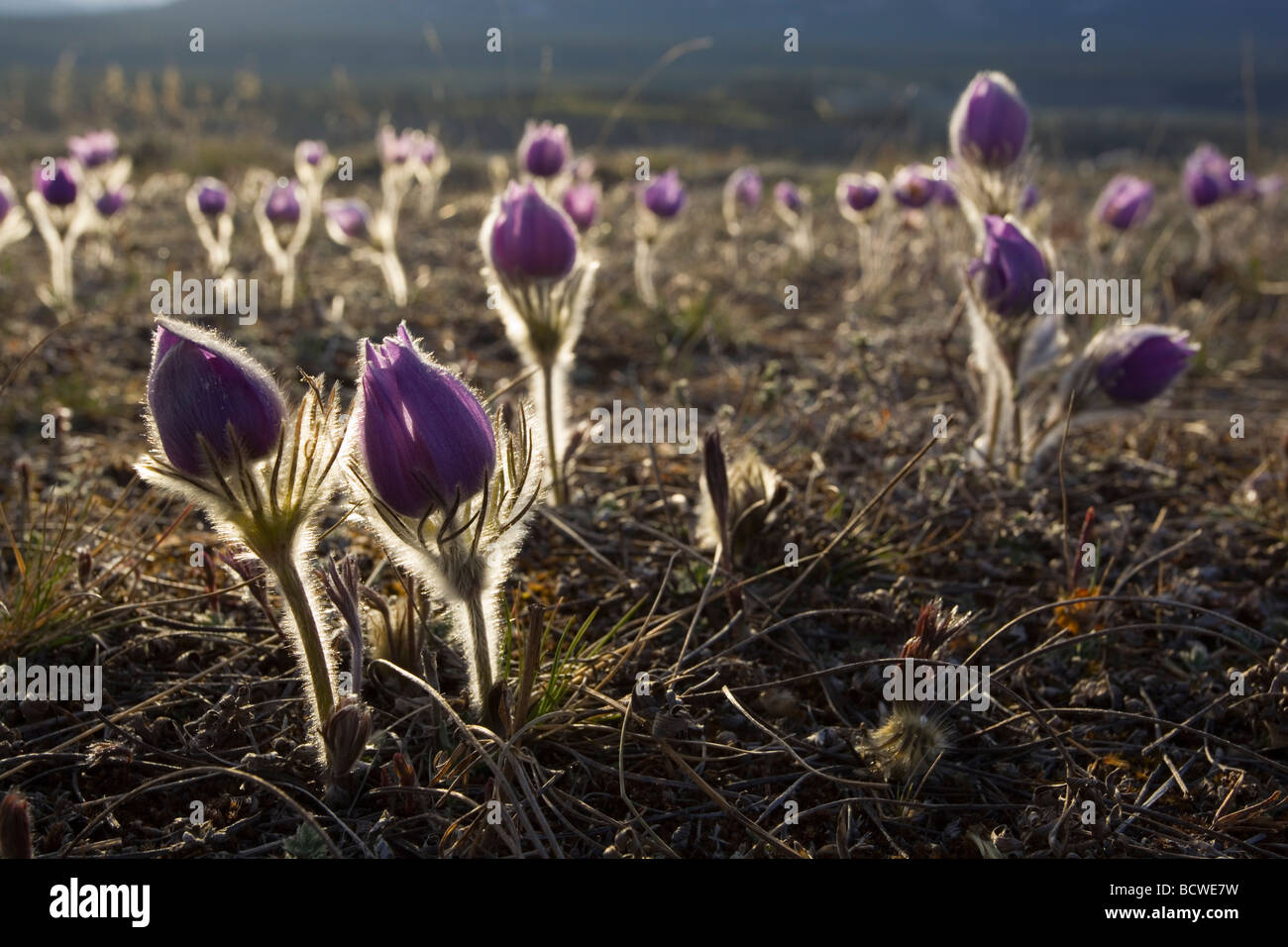 Blooming Pulsatilla, également le nord de Crocus, Crocus des prairies Les prairies, fumée, Pasque Flower (Anemone patens), éclairé, Yukon Terri Banque D'Images