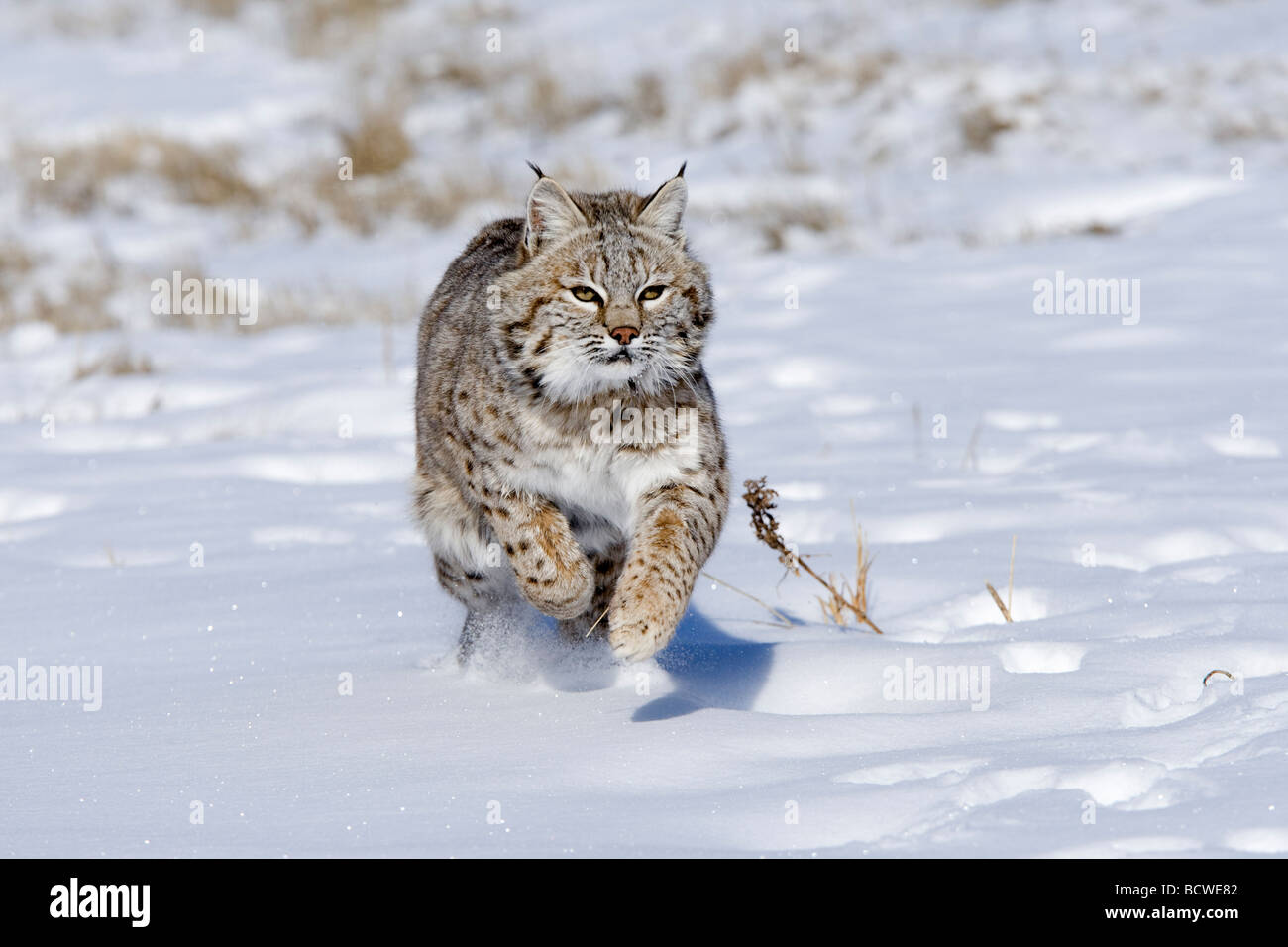 Lynx roux (Lynx rufus) s'exécutant dans un champ couvert de neige Banque D'Images