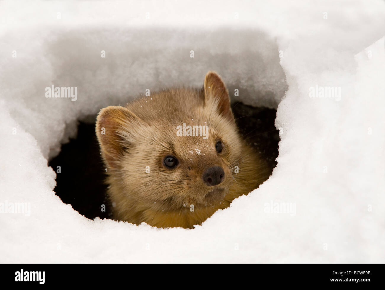 Martre des pins (Martens americana) peeking à partir d'un trou dans la glace Banque D'Images