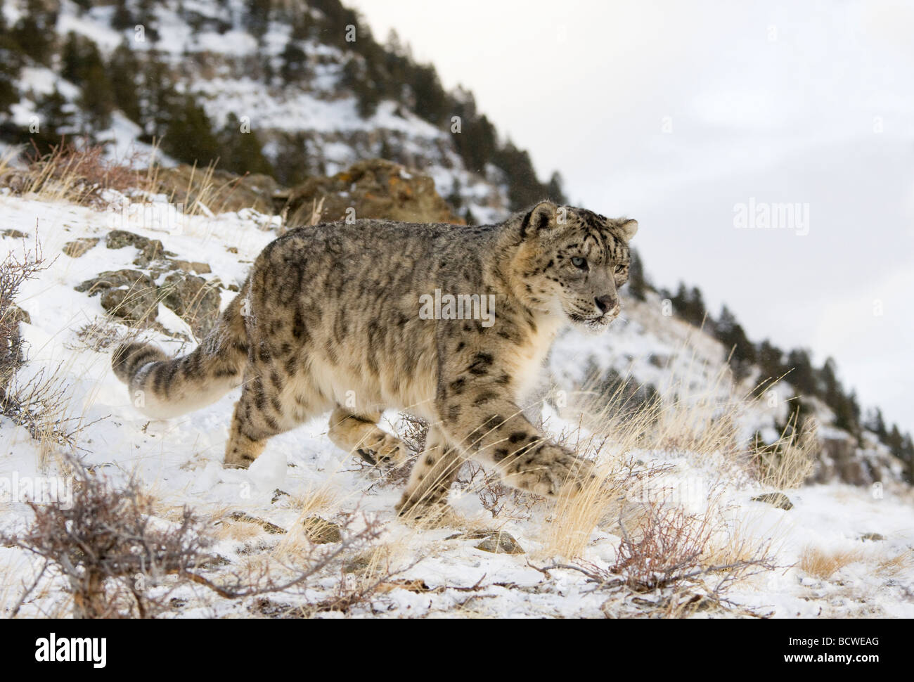 Snow Leopard (Panthera uncia) s'exécutant dans un champ couvert de neige Banque D'Images