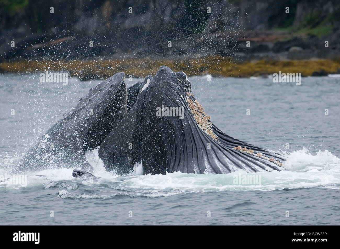 Humpback Whale surfacing de nourrir, d'Alaska, USA. Banque D'Images