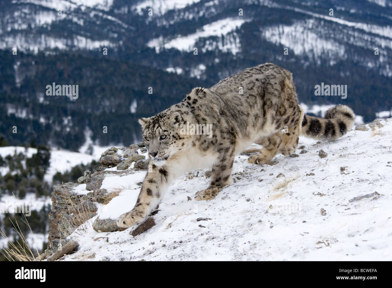 Snow Leopard (Panthera uncia) walking in snow Banque D'Images