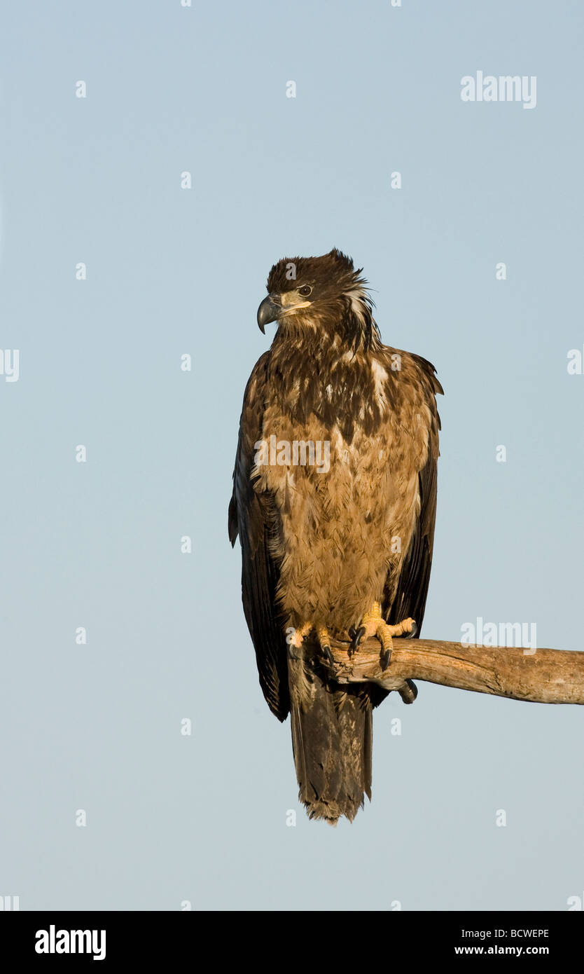 Pygargue à tête blanche (Haliaeetus leucocephalus) perché sur une branche d'arbre Banque D'Images