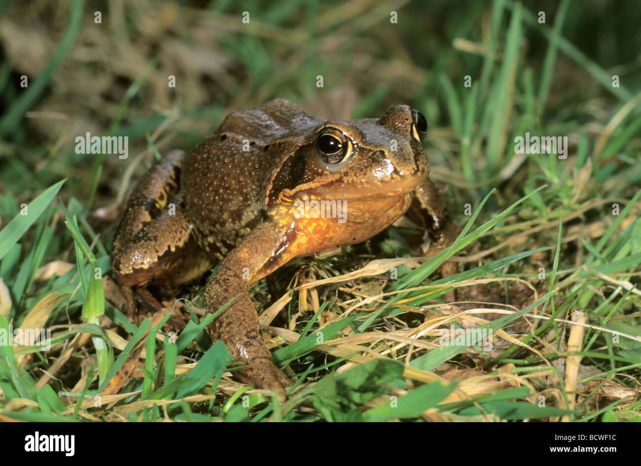 Grenouille Rousse (Rana temporaria) sur la voie d'eau de frai Banque D'Images