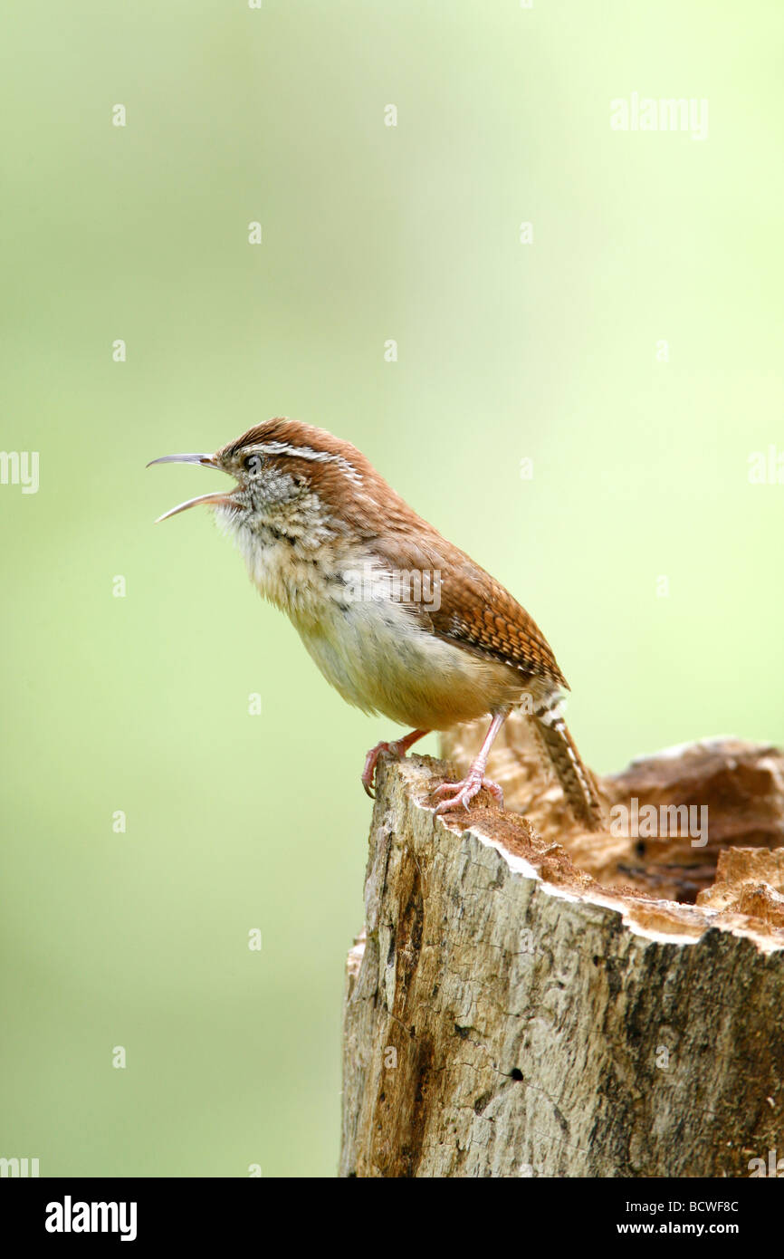 Chantant Troglodyte de Caroline - verticale Banque D'Images