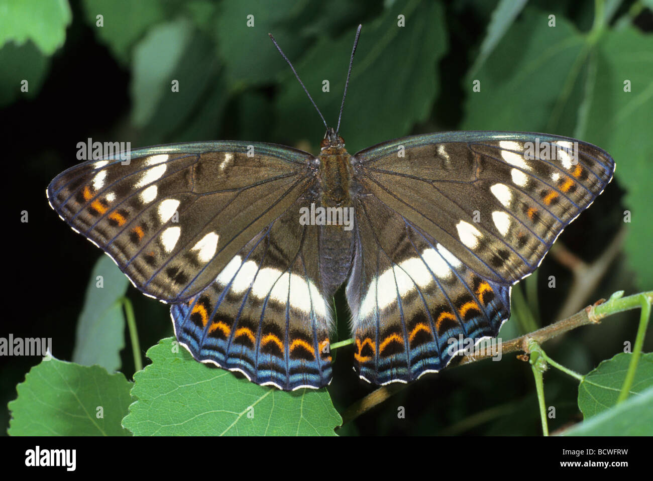 L'Amiral (Limenitis populi peuplier), femme de soleil Banque D'Images